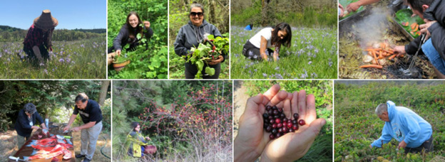 Top left shows a person in a traditional woven hat picking camas.  Next top image shows a person smiling crouched in the forest picking nettle. The next top image shows a person smiling carrying a woven basket  and collecting plants.  The next top image shows a person crouched in a camas field picking camas.  The top right image shows a person cooking traditional foods and adding carrots on top of plants that are cooking below on a grill.  The bottom left image shows two people processing salmon to be prepared for cooking. There is a pile of processed salmon on a table beside them.  The next bottom image shows a person by a large berry plant collecting berries.  The next bottom image shows a person’s cupped hands holding berries.  The bottom right image shows an elder picking plants in a field. 